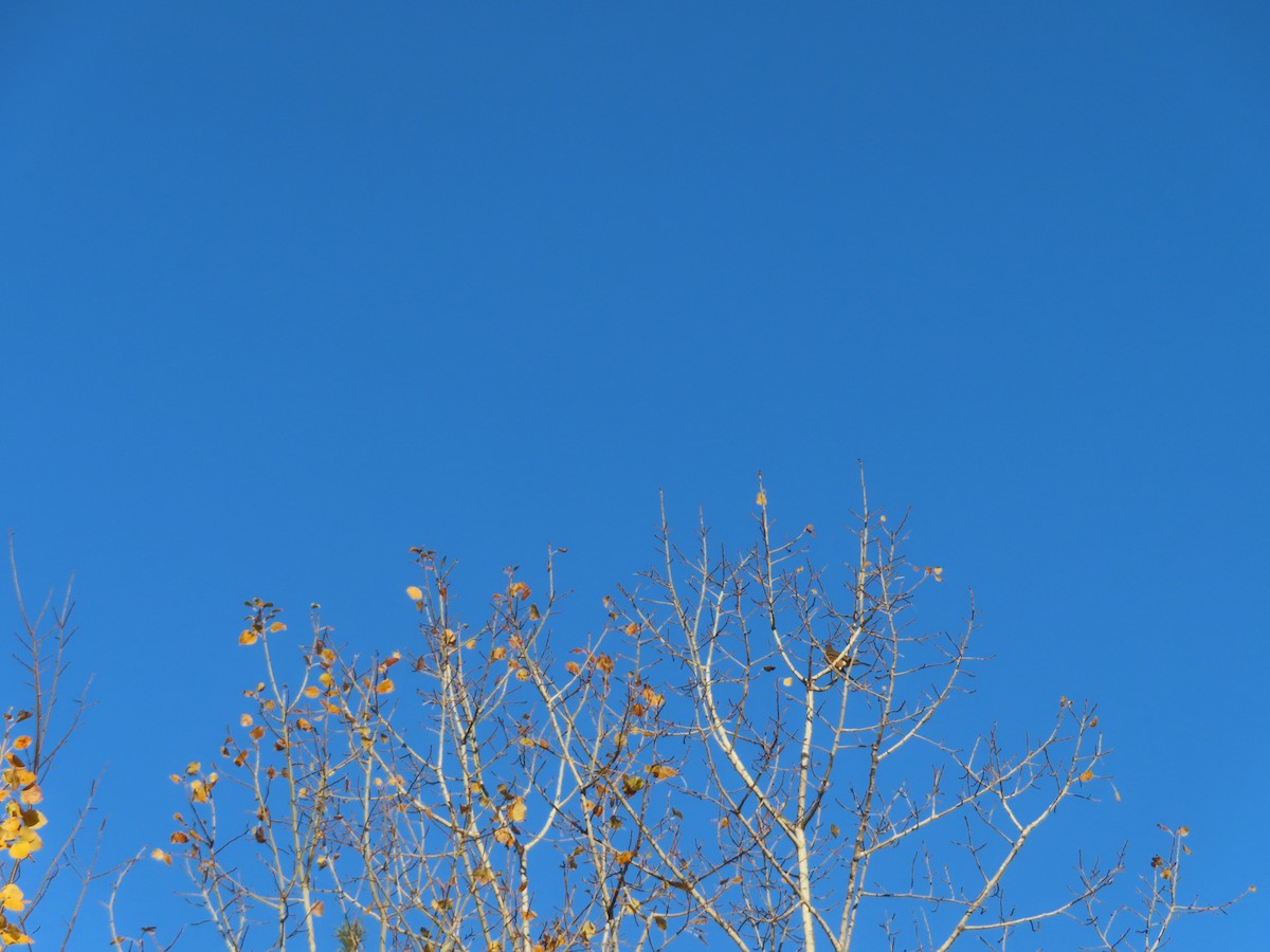 American Robin - ML643909248