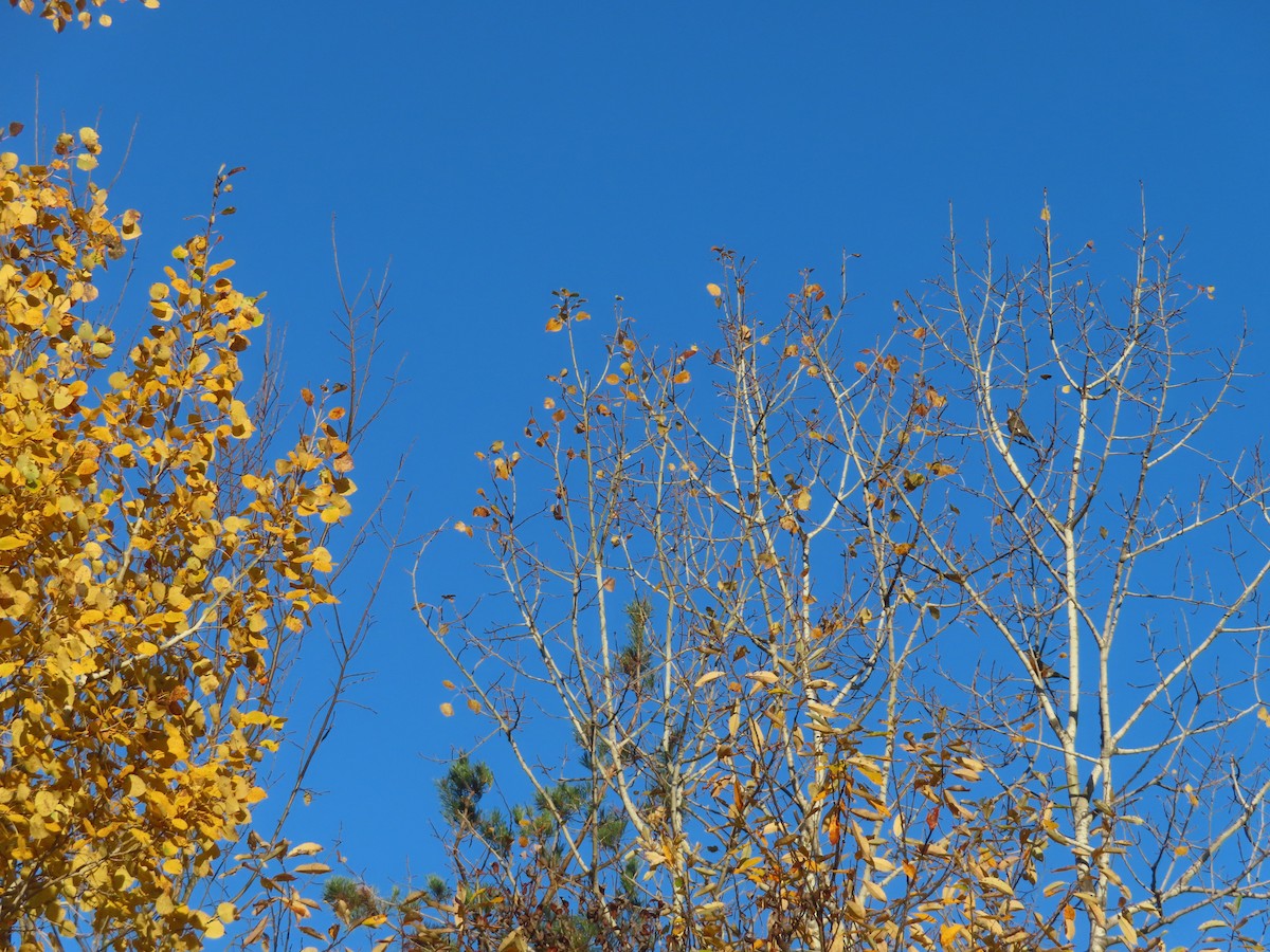 American Robin - ML643909249