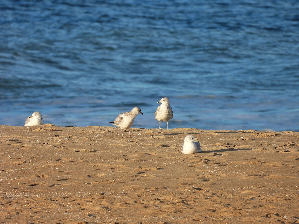 Ring-billed Gull - ML643909261