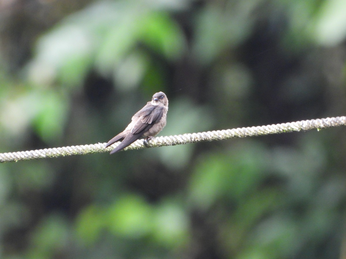 White-thighed Swallow - ML643909262