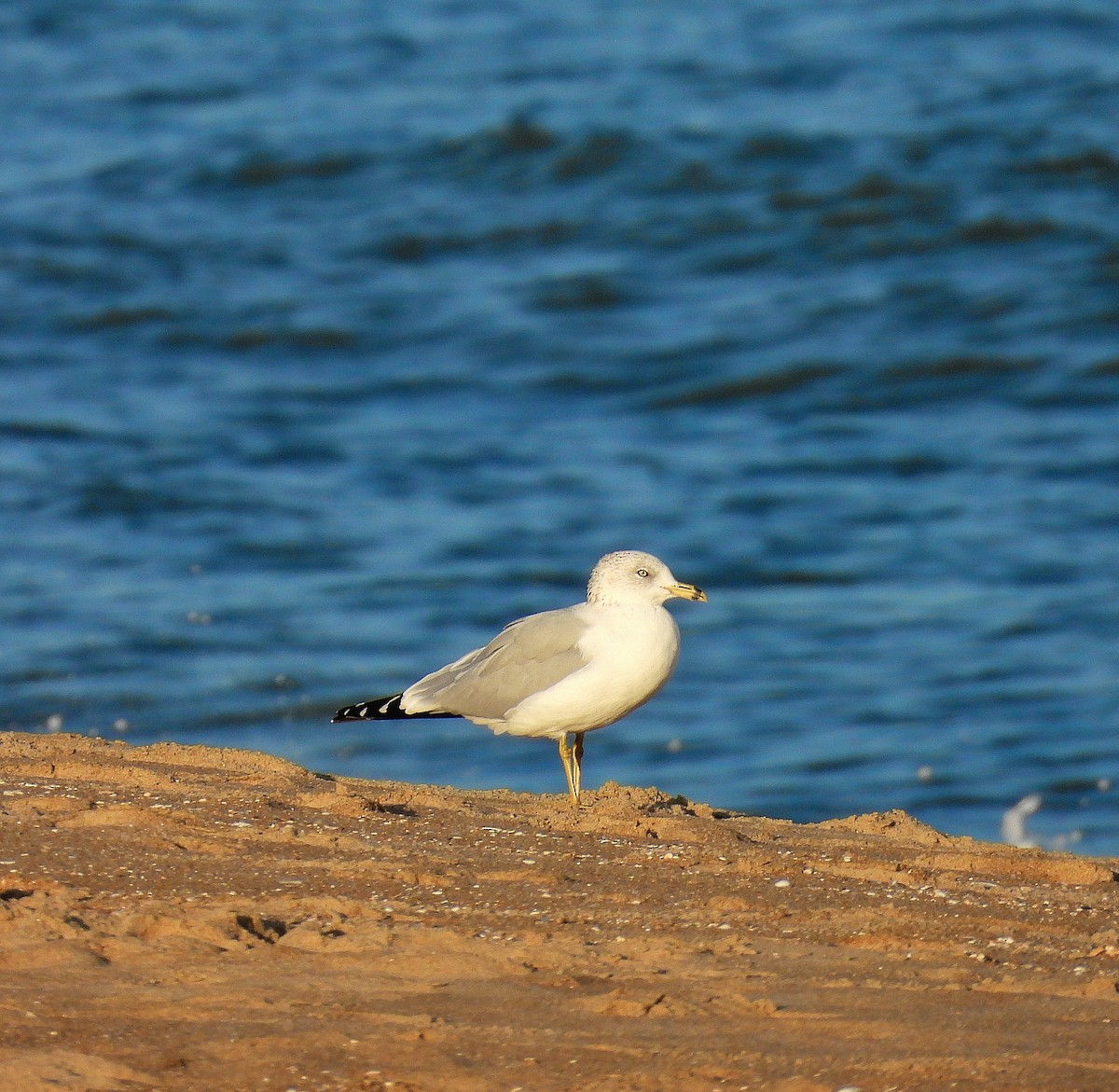 Ring-billed Gull - ML643909268
