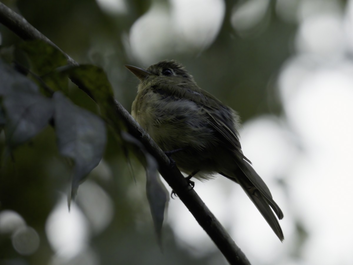 Western Flycatcher - ML643909287
