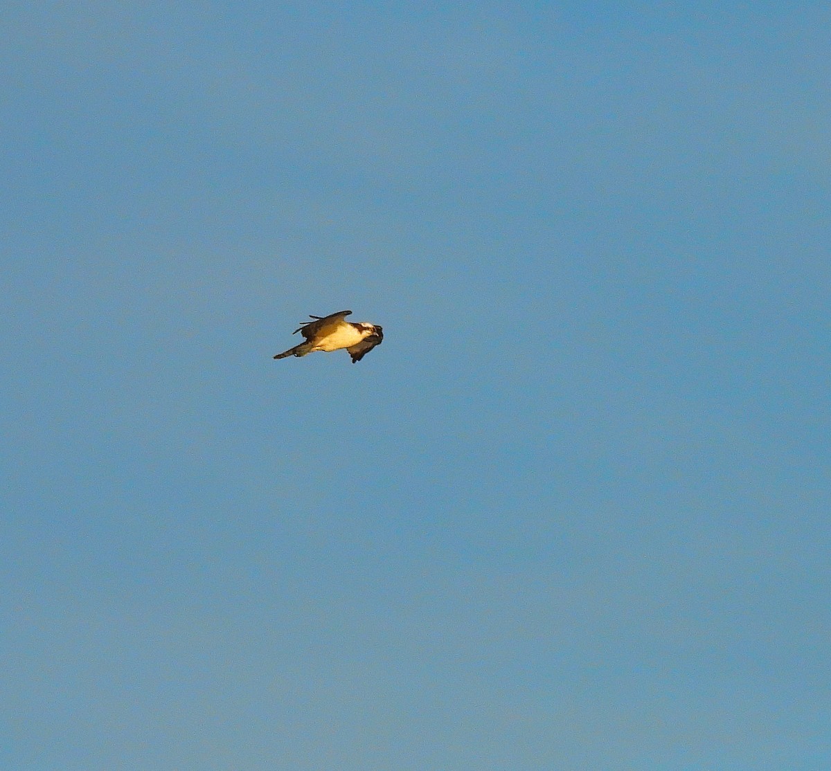 Osprey - ML643909288
