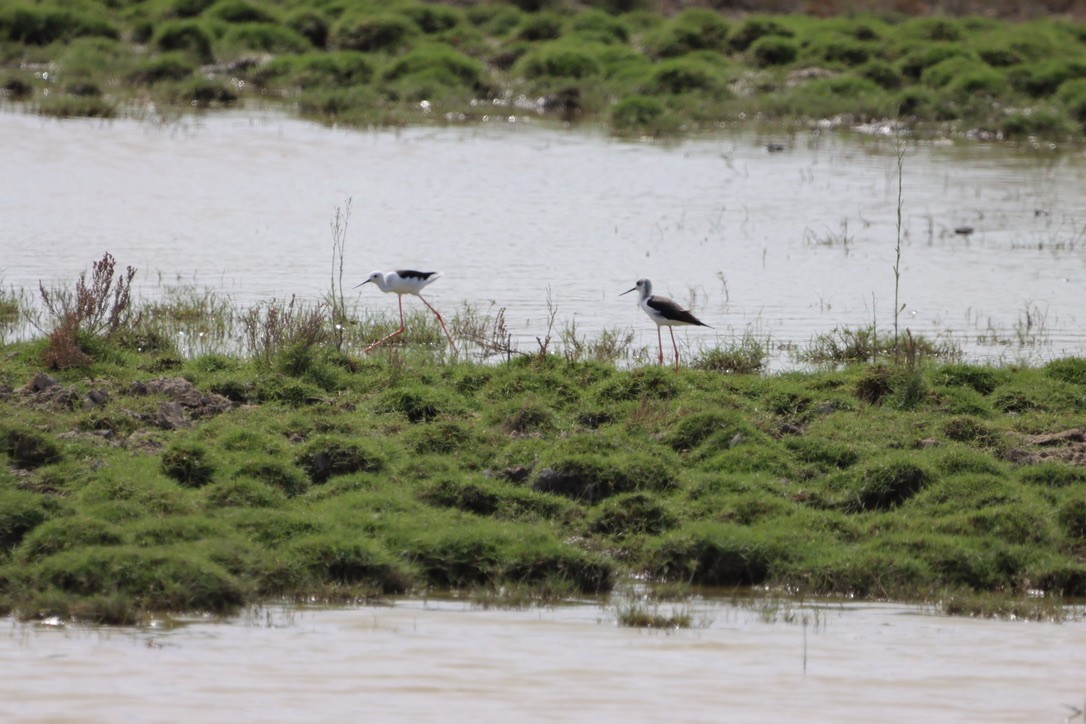 Black-winged Stilt - ML643909290