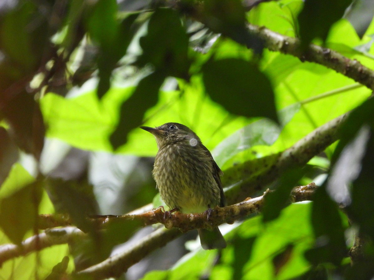 Olive-striped Flycatcher - ML643909299