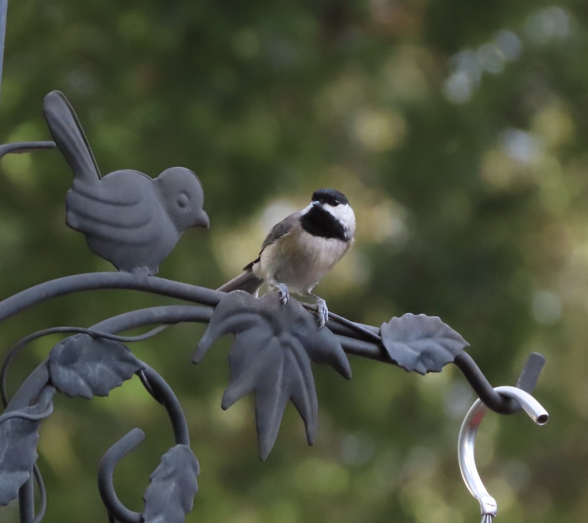 Carolina Chickadee - ML643909305