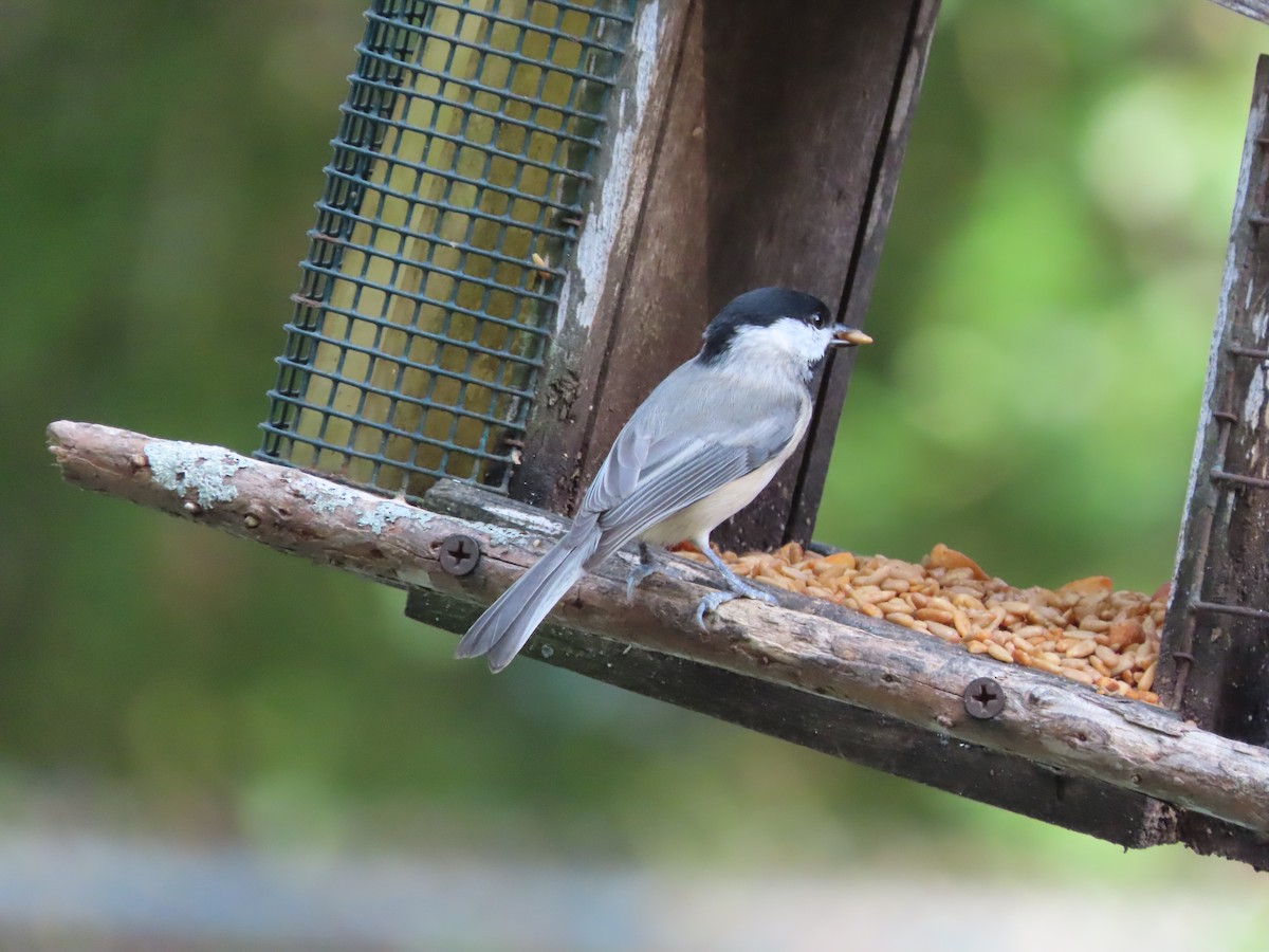 Carolina Chickadee - ML643909307