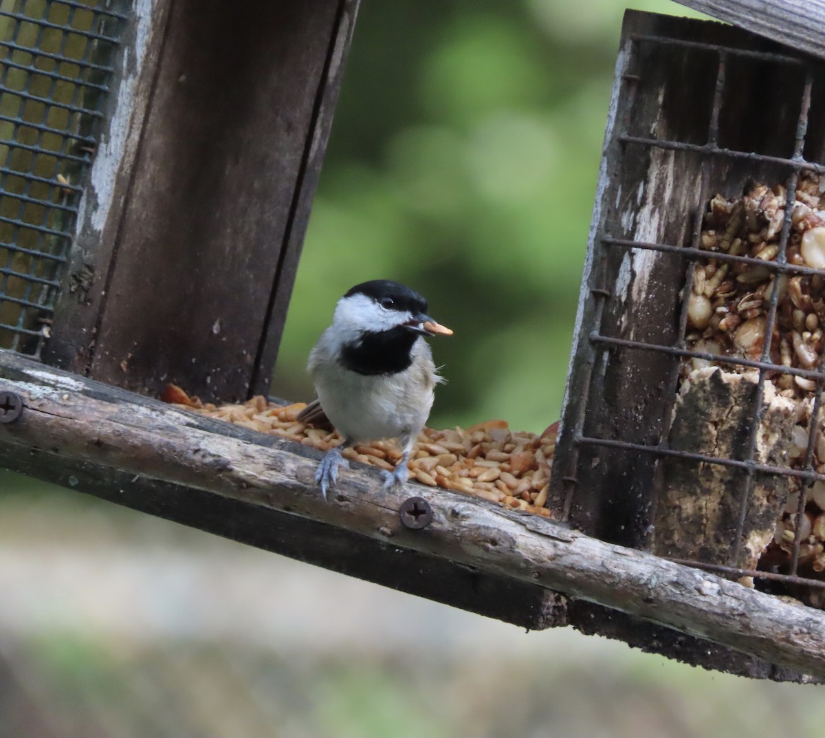 Carolina Chickadee - ML643909308