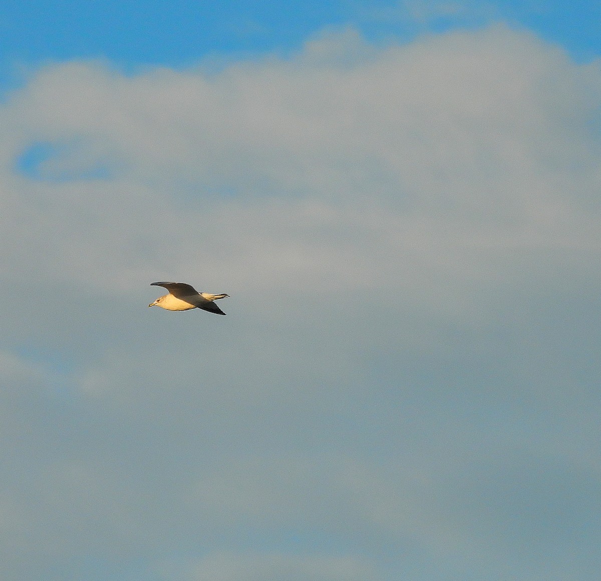 Ring-billed Gull - ML643909309
