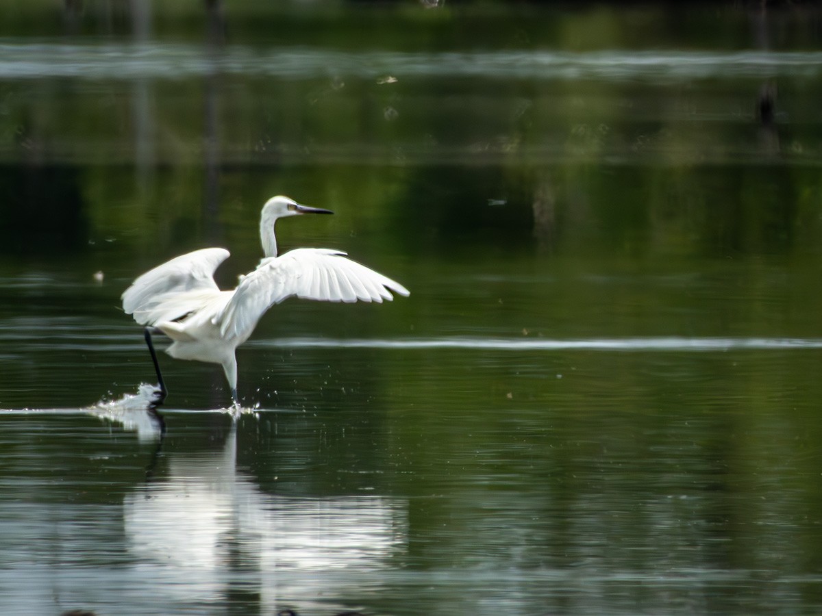 Kızılca Balıkçıl - ML643909310