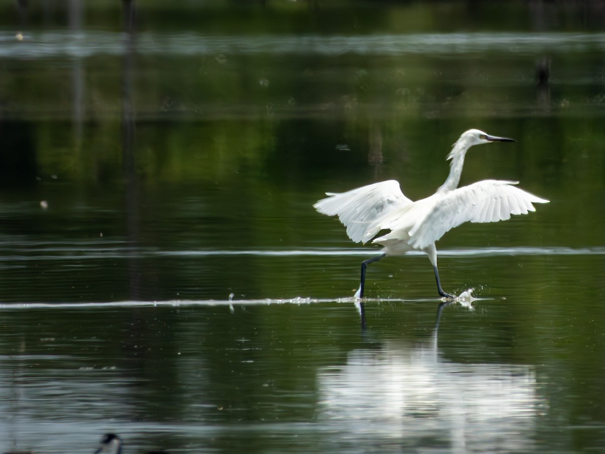 Kızılca Balıkçıl - ML643909311