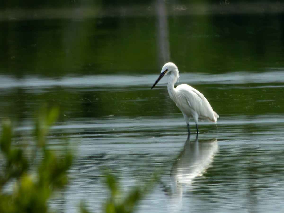 Kızılca Balıkçıl - ML643909312