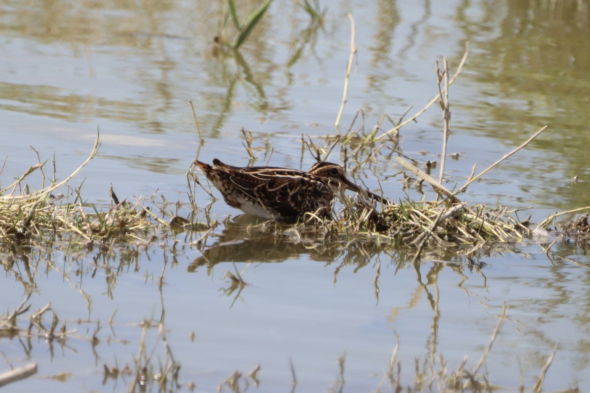 Common Snipe - ML643909315