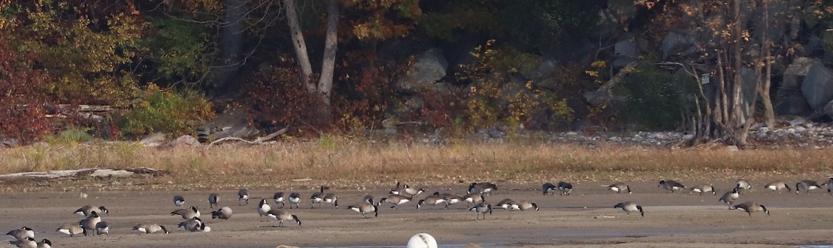 Canada Goose - ML643909324