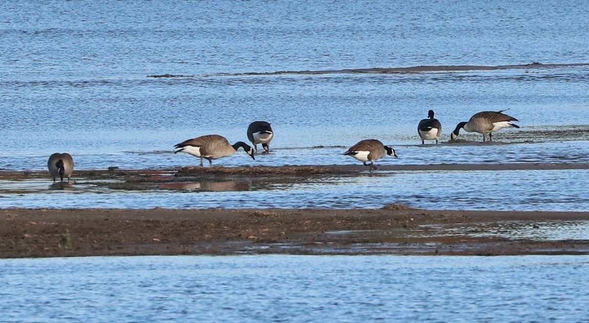 Canada Goose - ML643909325
