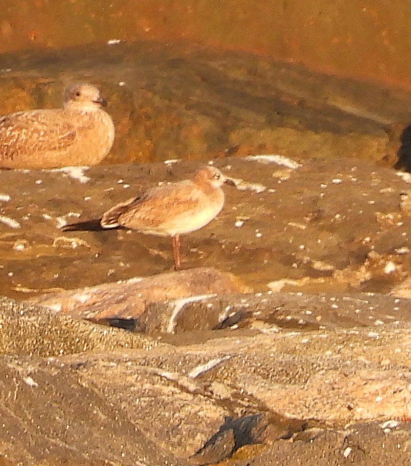 Laughing Gull - ML643909332