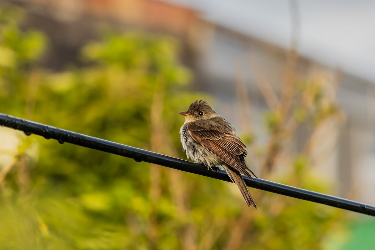 Eastern Wood-Pewee - ML643909333