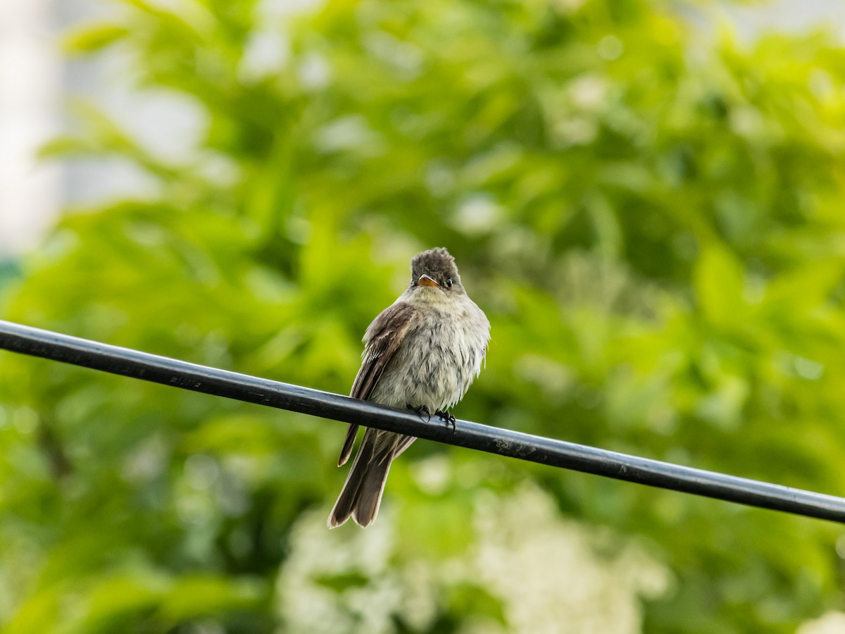 Eastern Wood-Pewee - ML643909334