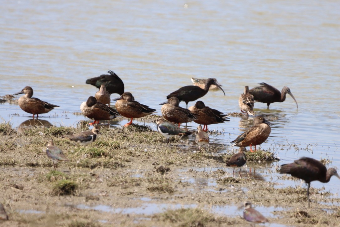 Northern Shoveler - ML643909339
