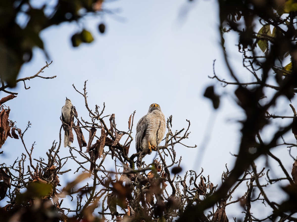 Roadside Hawk - ML643909350