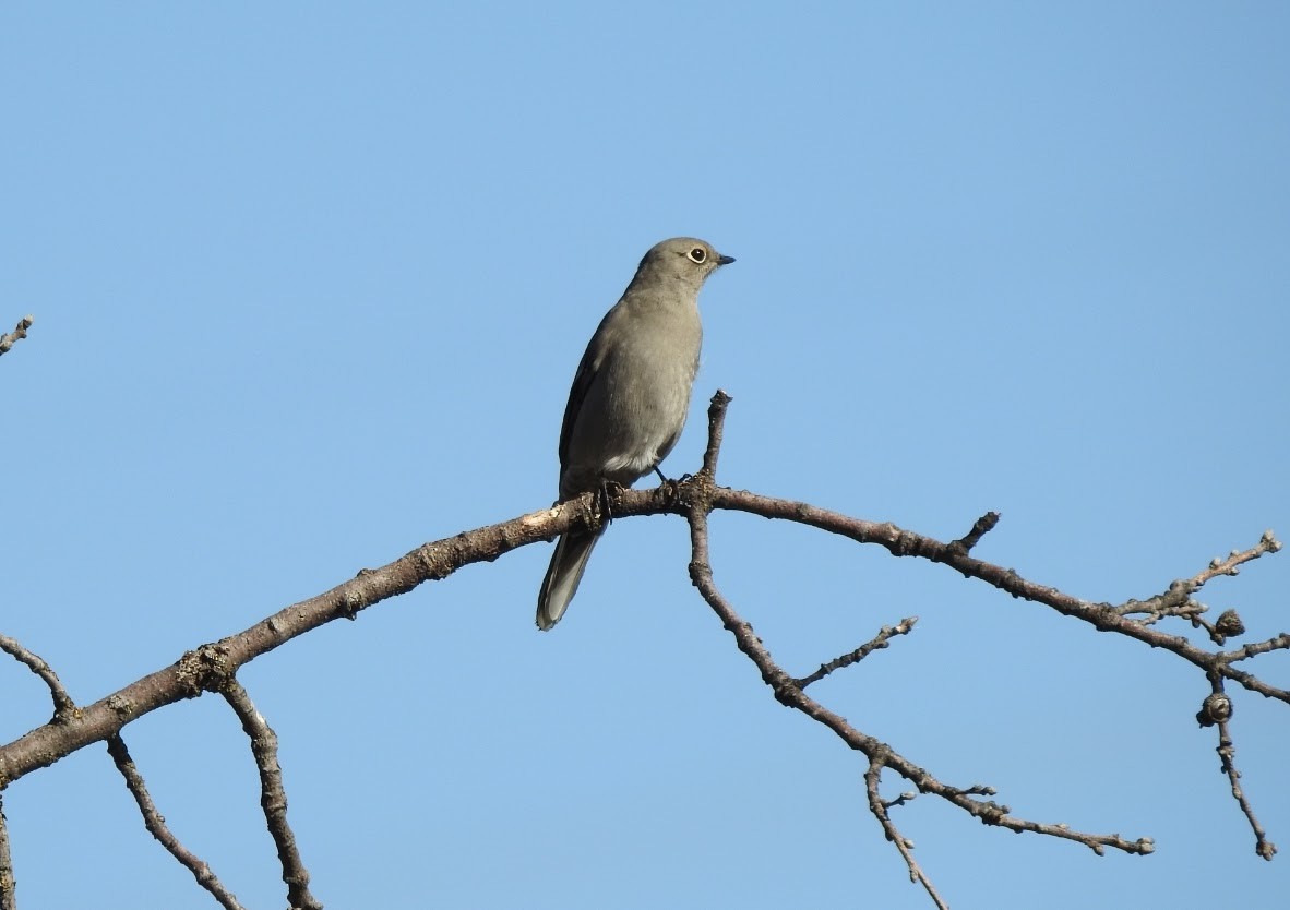 Townsend's Solitaire - ML643909351