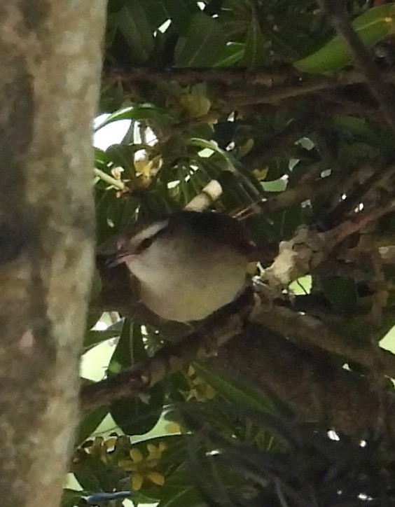 Stripe-crowned Spinetail - ML643909354