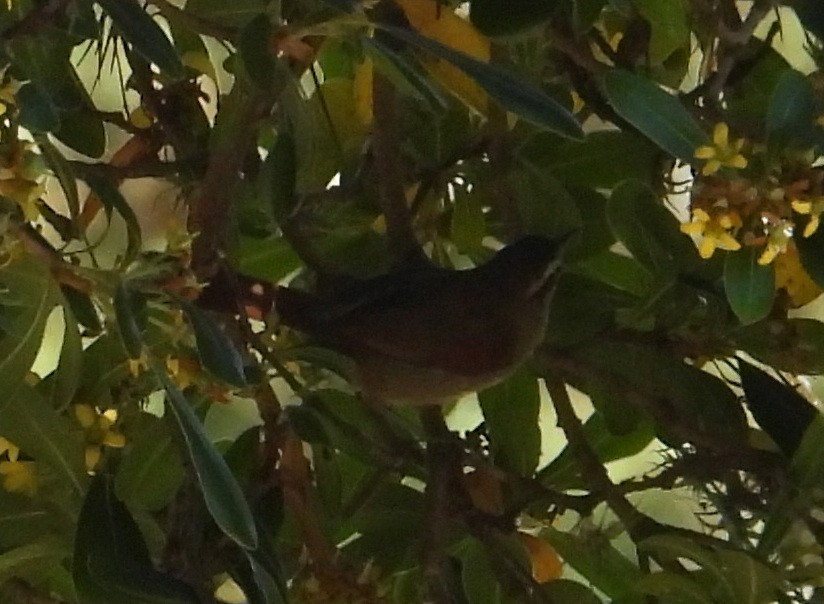 Stripe-crowned Spinetail - ML643909355