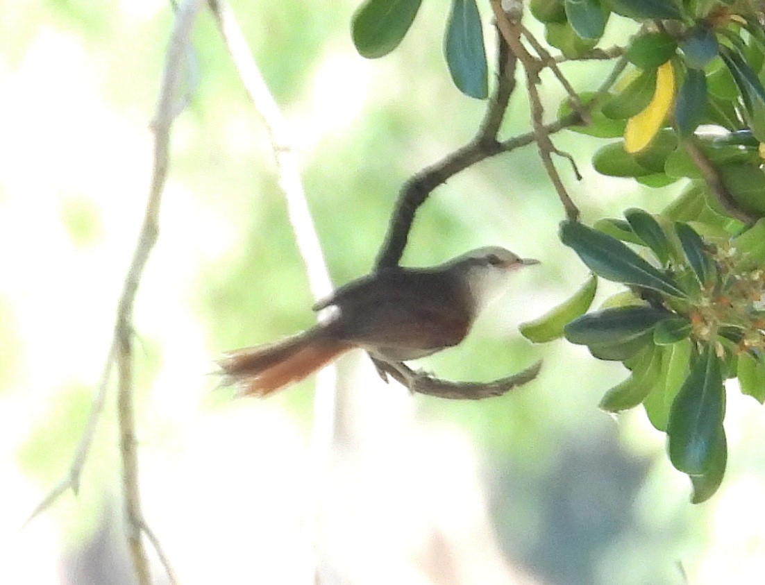 Stripe-crowned Spinetail - ML643909356