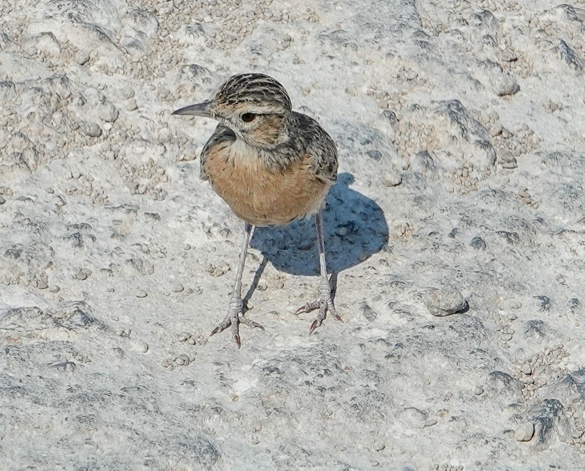 Spike-heeled Lark - ML643909364