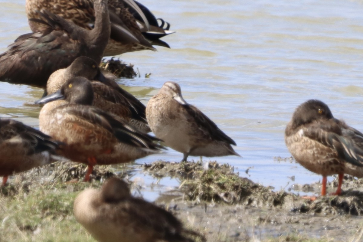 Garganey - ML643909375