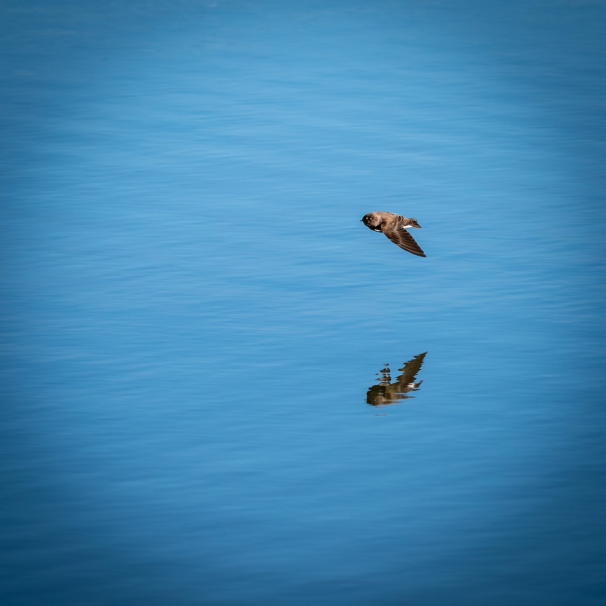 Northern Rough-winged Swallow - ML643909377