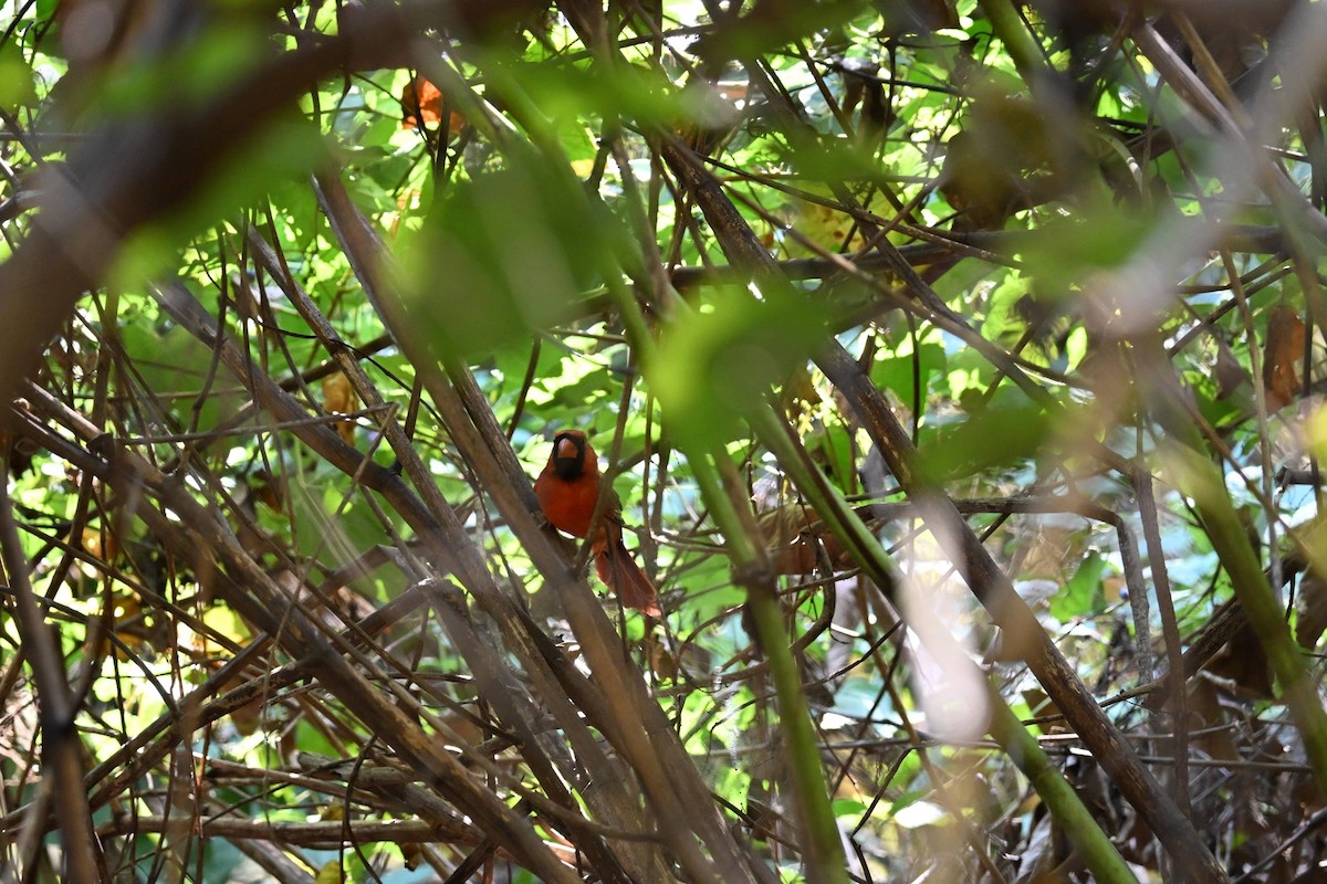 Northern Cardinal - ML643909378