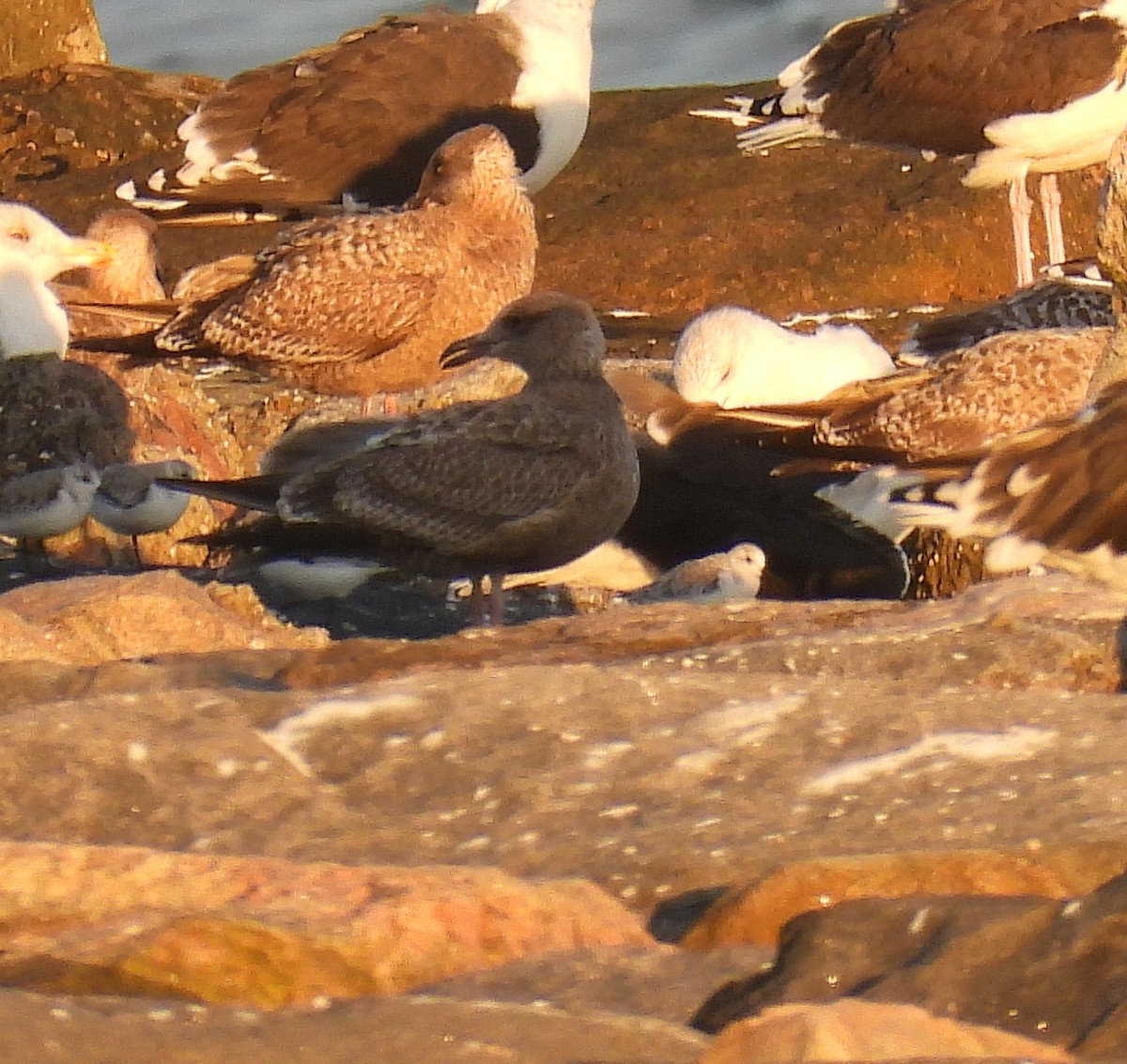 American Herring Gull - ML643909401