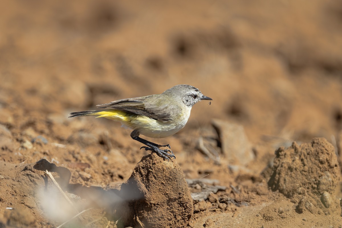 Yellow-rumped Thornbill - ML643909406