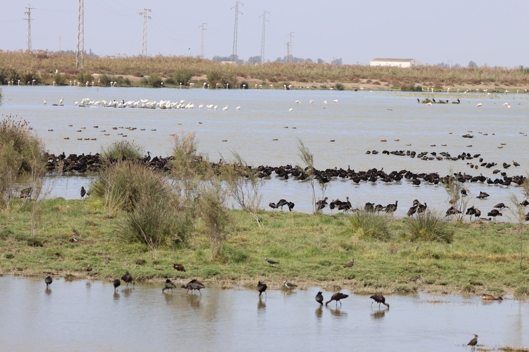 Glossy Ibis - ML643909407