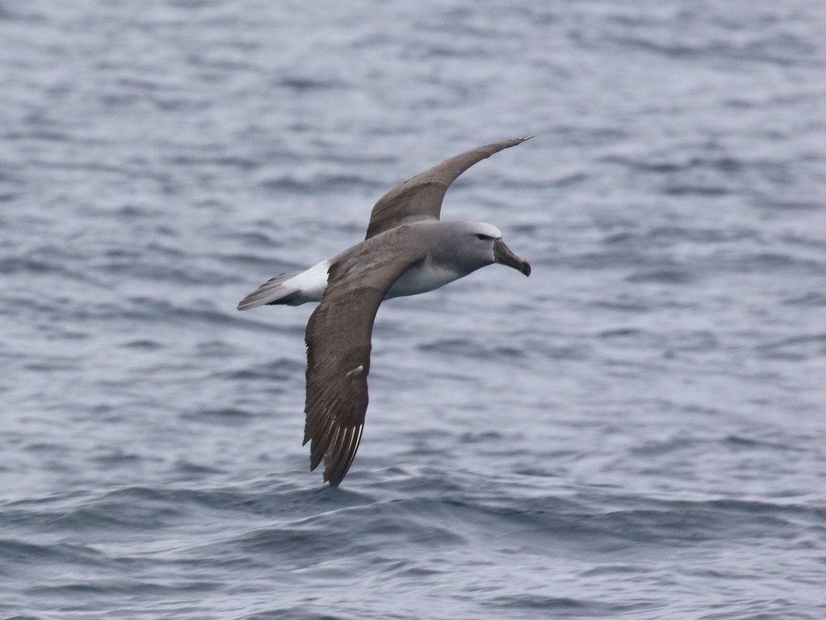 Salvin's Albatross - ML643909421