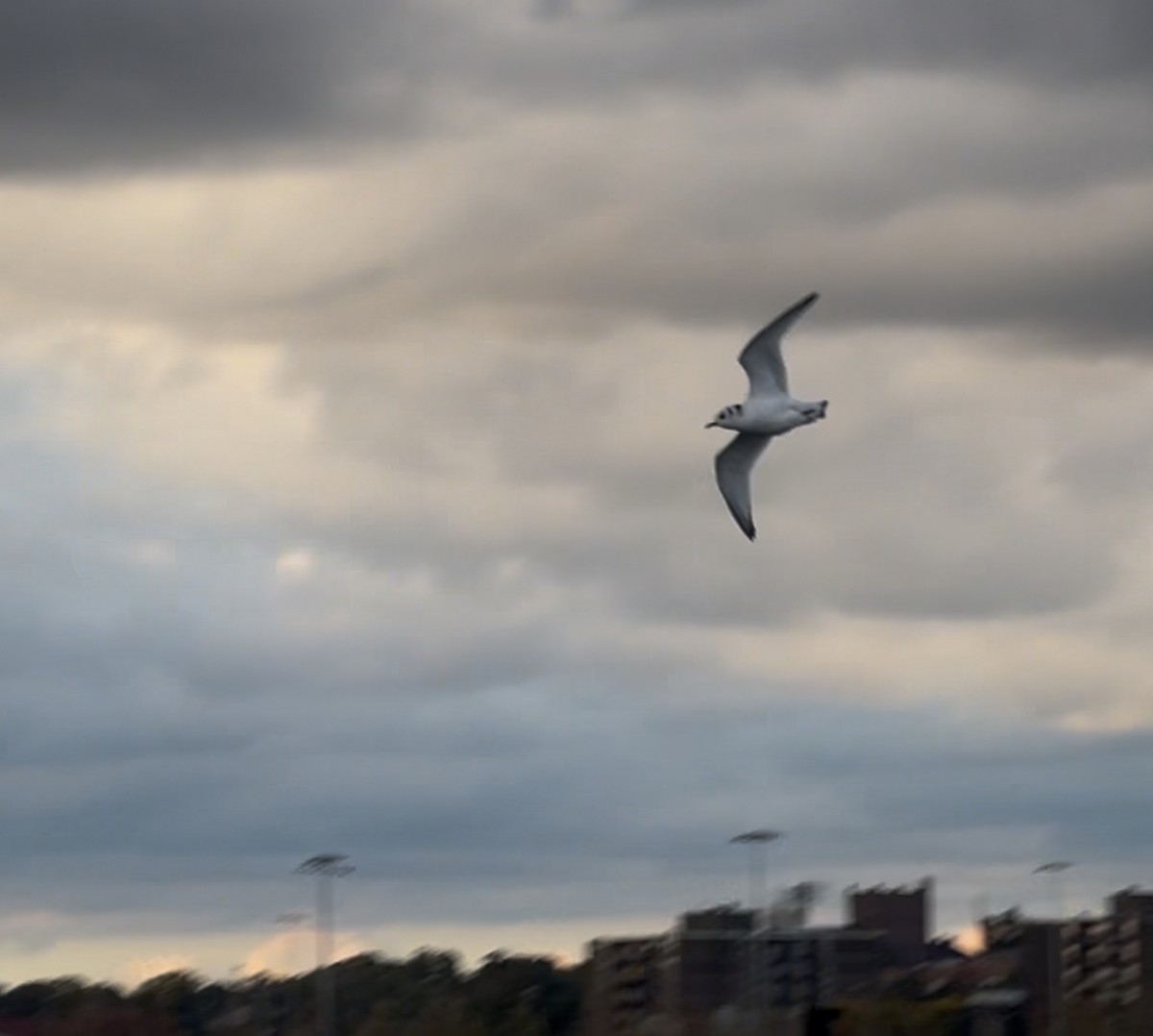 Black-legged Kittiwake - ML643909440