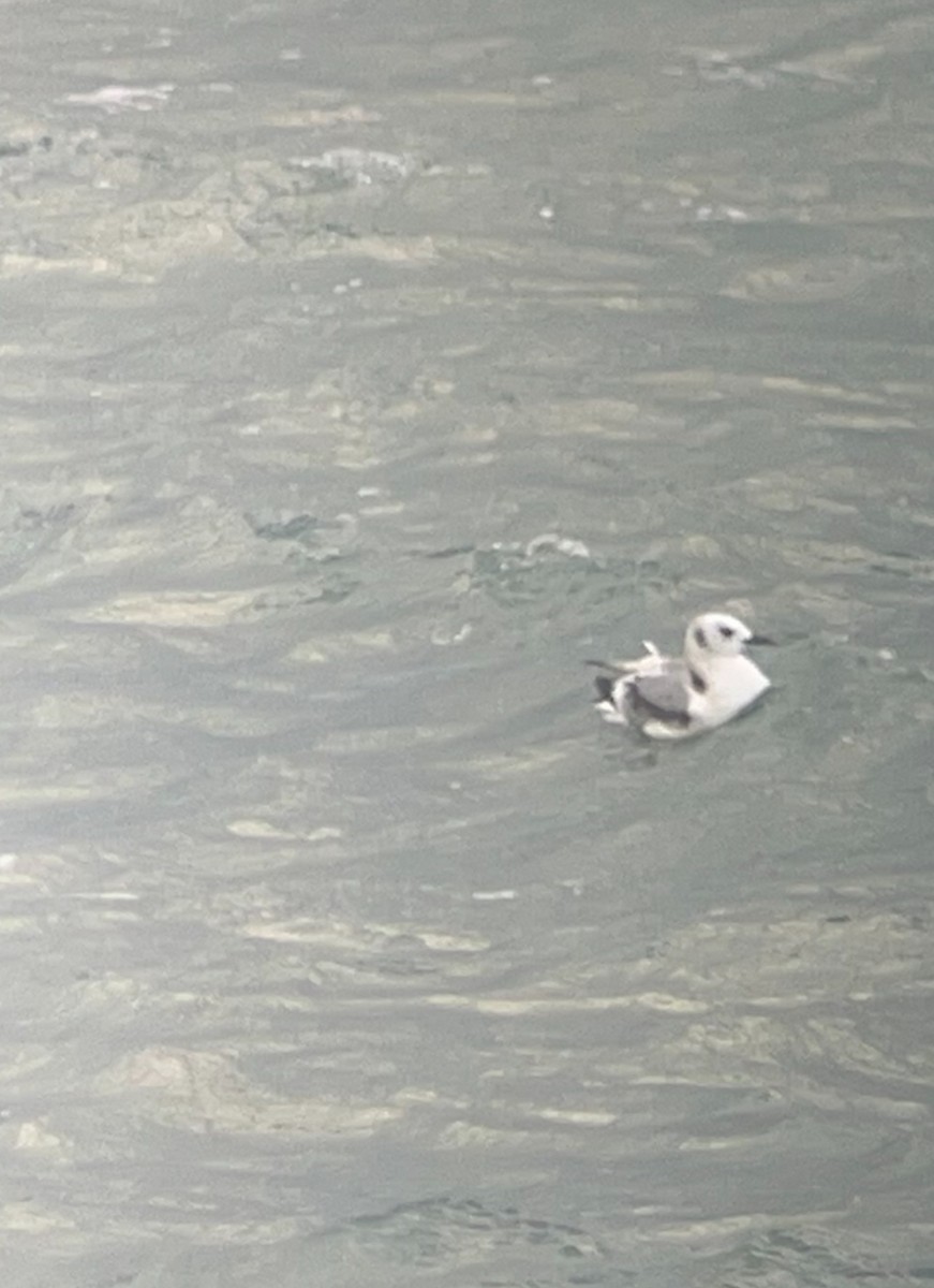 Black-legged Kittiwake - ML643909441