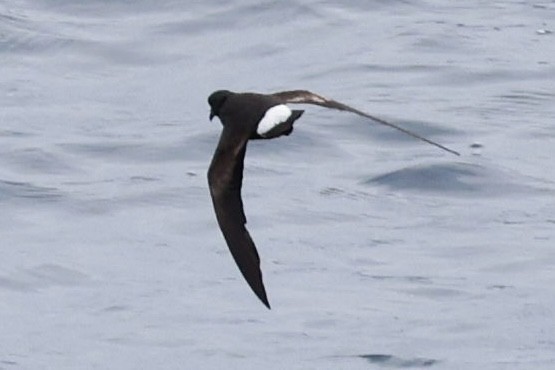 Wedge-rumped Storm-Petrel - ML643909442