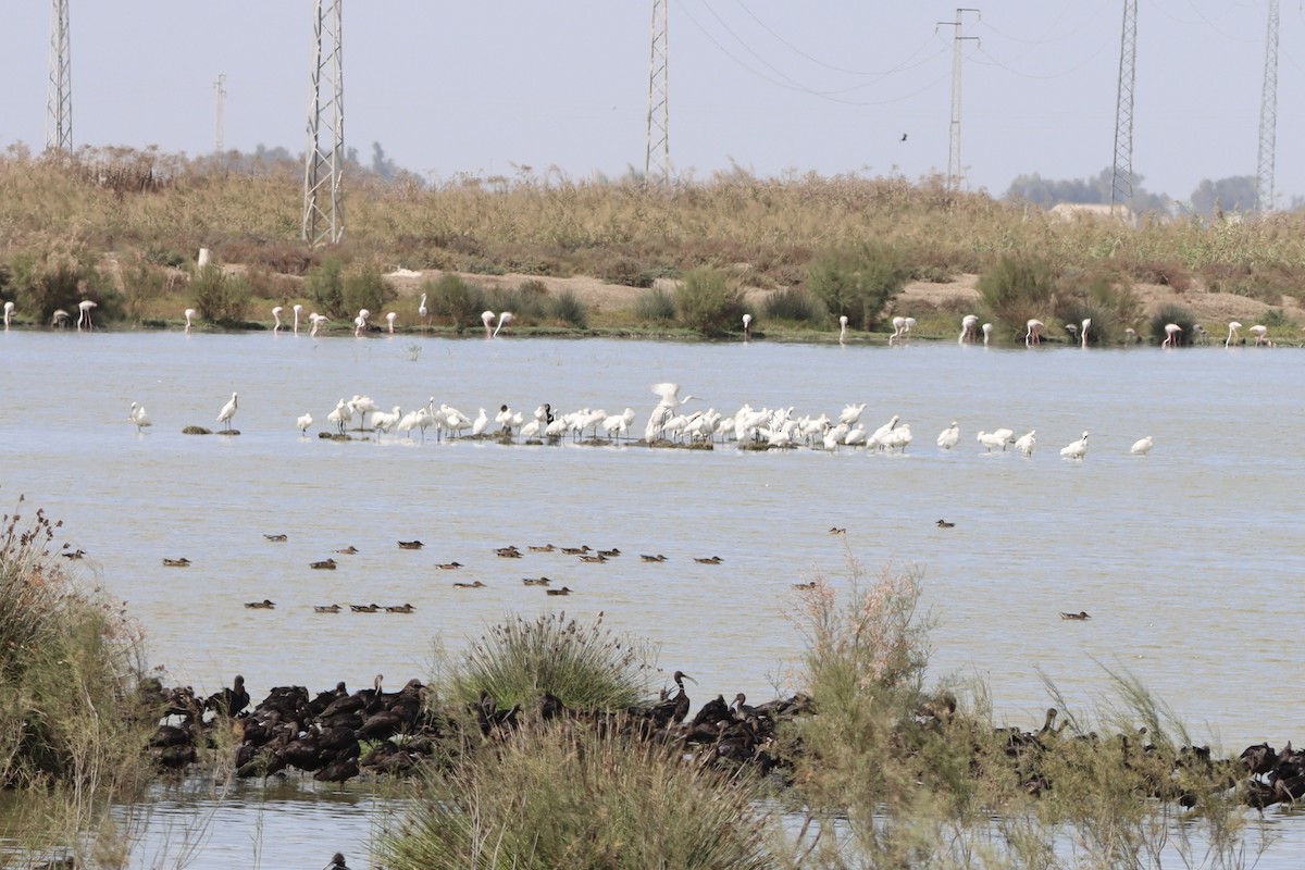 Eurasian Spoonbill - ML643909451