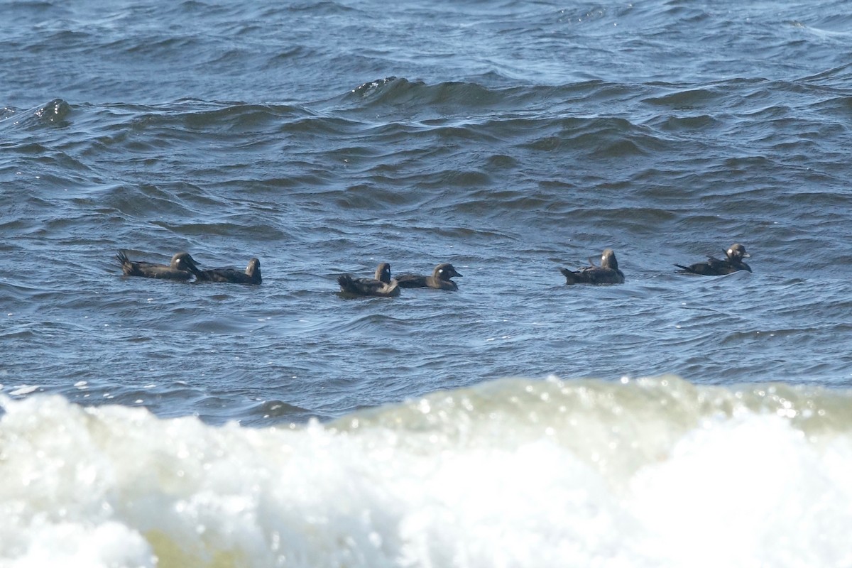 Harlequin Duck - ML643909485
