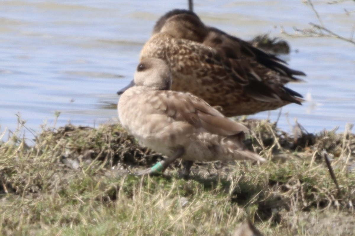 Marbled Duck - ML643909486