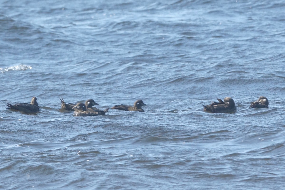 Harlequin Duck - ML643909489