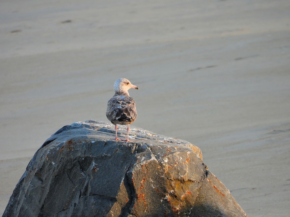 American Herring Gull - ML643909518