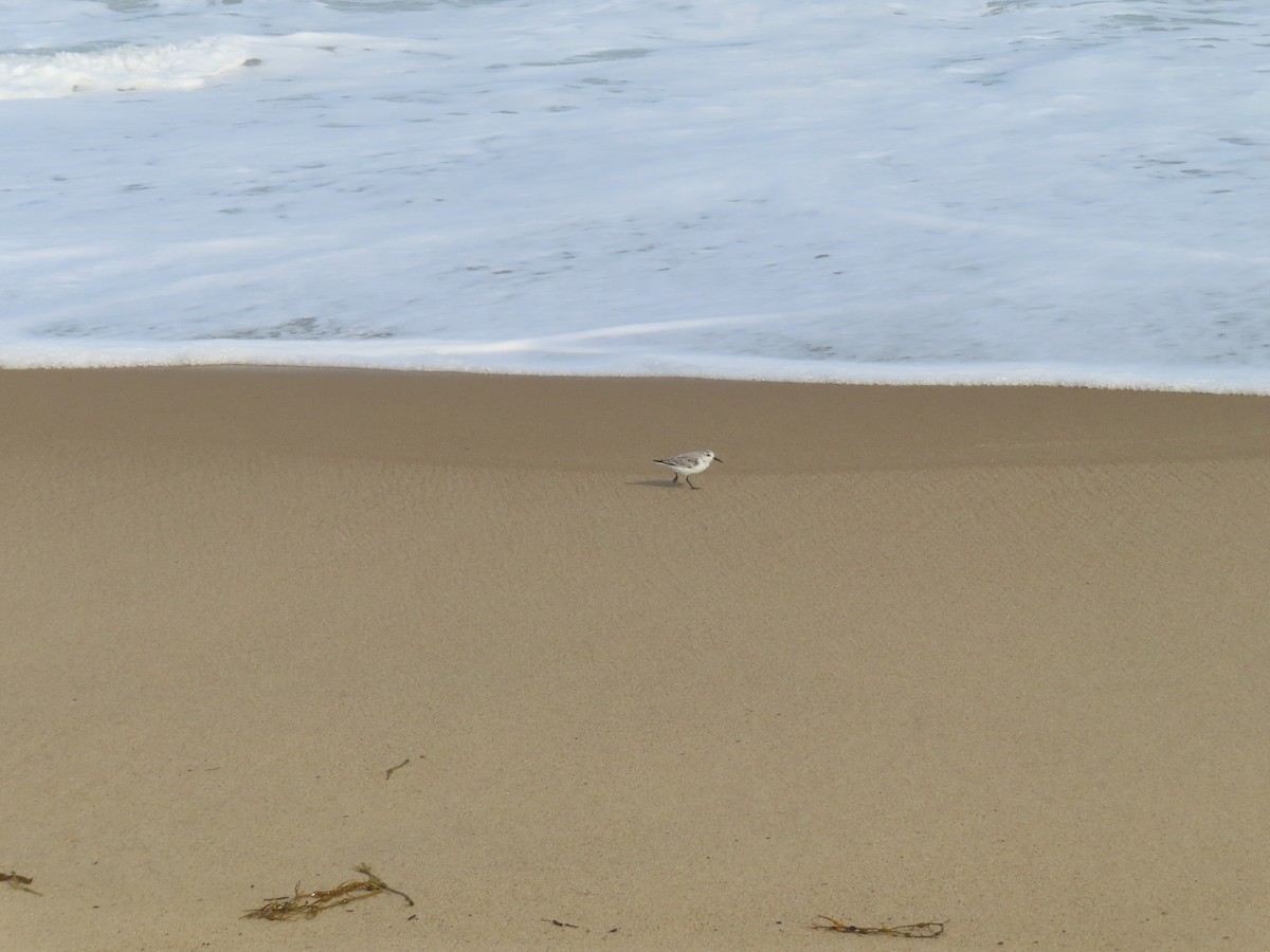 Гурвалж элсэг - ML643909522