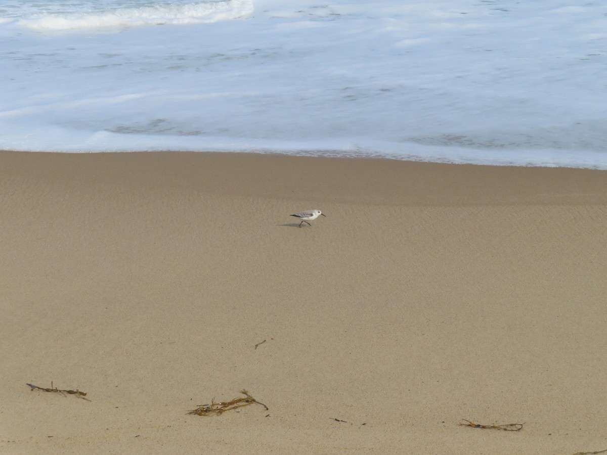 Гурвалж элсэг - ML643909523