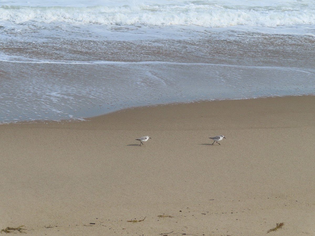 Гурвалж элсэг - ML643909524