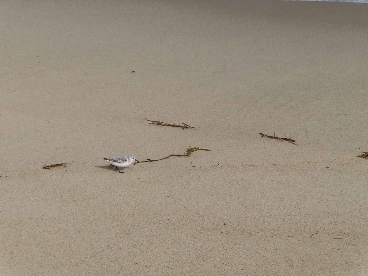 Гурвалж элсэг - ML643909525