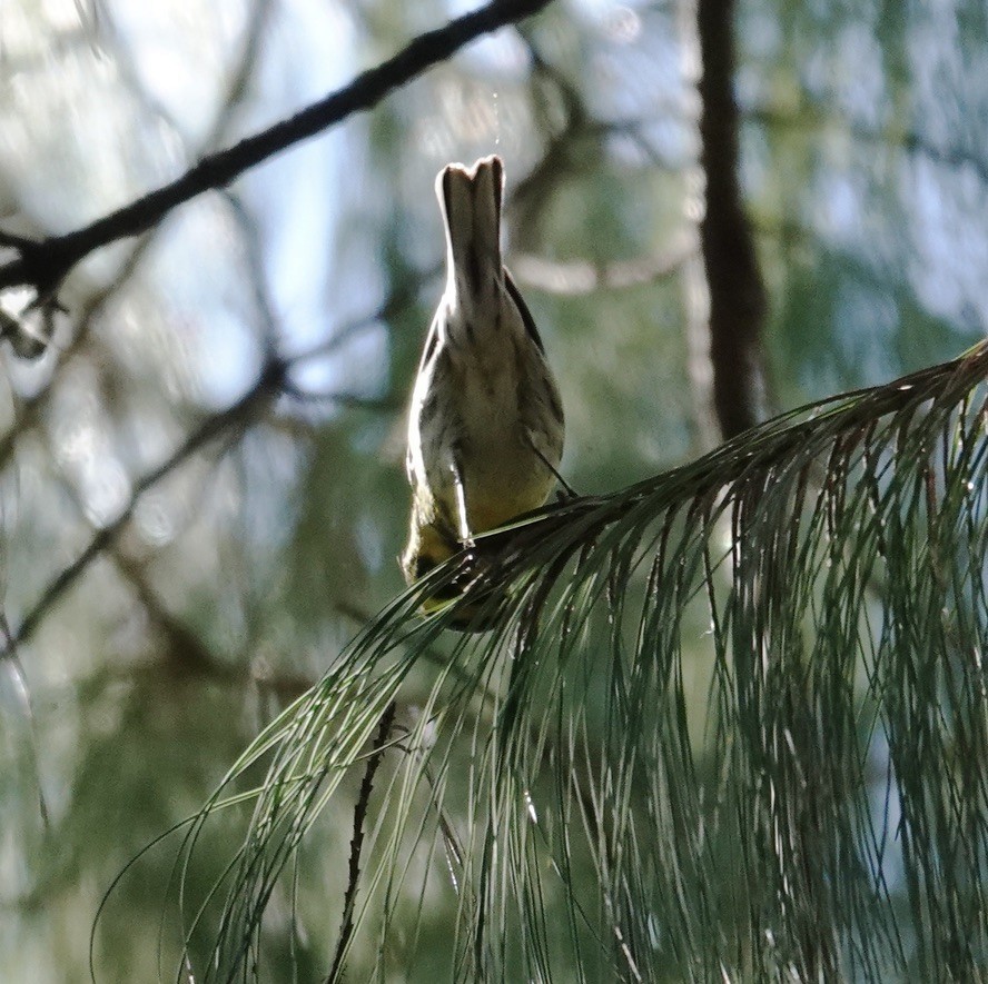 Townsend's Warbler - ML643909527