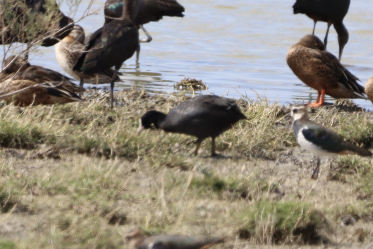 Eurasian Coot - ML643909550